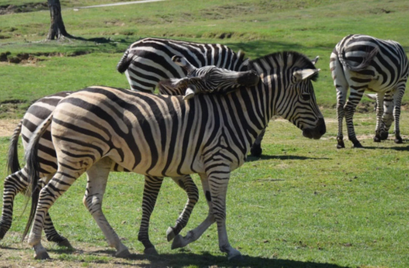 media.zebre-copertina (1)